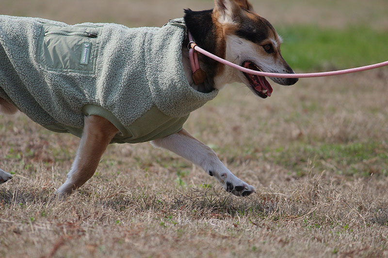 Bouclé Dog Coat /MINT